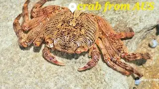 Dead Crab On the Beach