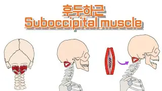 후두하근/뒤통수 밑근육/Suboccipital muscle 완전 정복!