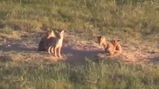 Coladas with Coyotes 2000Kbps 720p