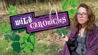 Wild Chronicles in The Forest