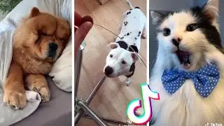 Funny Pets of TikTok Compilation ~ Cutest Dogs & Cats TIK TOK 😹🐶