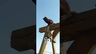 ПысяйVS Багира