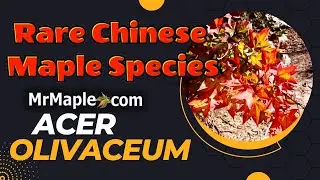 Acer Olivaceum | Rare Chinese Maple Species in the Garden | Collector’s Corner |