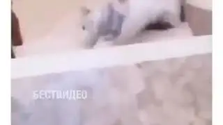Божечки кошочки😂😹