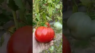 Томат Красавчик ( В.Г. Алифирова)