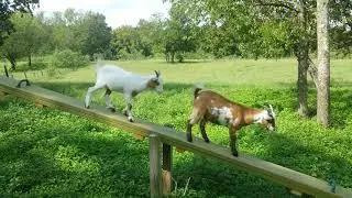 Trevor sees a dragonfly on the teeter-totter