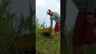 👍 Vida real do ribeirinho da amazonia