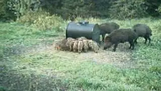 Wild boar feeder