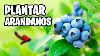 Los SECRETOS del Cultivo de ARANDANOS en Maceta!! Trucos y Consejos | La Huerta de Ivan