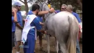 His Highness Sheikh Mohammed bin Rashid Al Maktoum's Passion for Horses