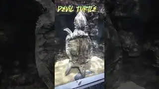 Most Dangerous Turtle ever 😬 #snappingturtles #animalshorts