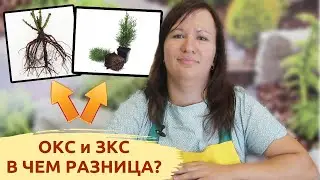 ВАМ ОБ ЭТОМ НЕ РАССКАЖУТ! САЖЕНЦЫ ОКС и ЗКС: В чем разница?