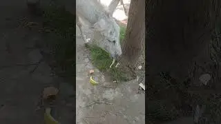 Dunkey in Eating Style