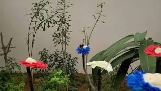 Butterfly | Super Slow Mo | Galaxy S20 FE 5G
