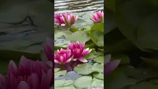 💕💕🪷💕 Amazing water lilies 💕🪷💕💕 #flowers #waterlily #lily #magic #estetica #beautiful