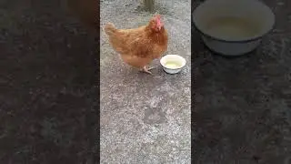 Моя птичка.Ломан браун.