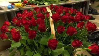 Композиция из 201 красной розы в корзине