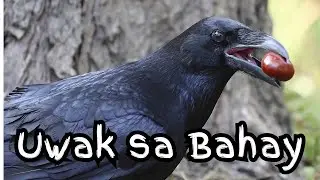 Kakatuwang Uwak Na Naka-Abang | Pinoy in Canada