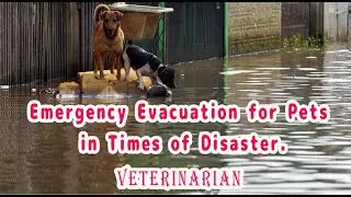 Emergency Evacuation for Pets in Times of Disaster.  Prof. Dr. Hidenobu Toriyoshi, Ph.D, DVM, D.M.Sc