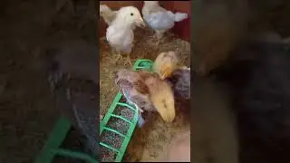 мы растем)