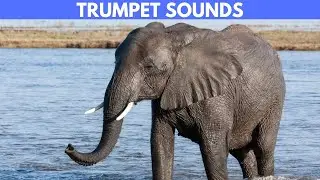 How Do Elephants Make Trumpet Sounds? | Quesiton Quickies