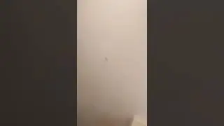 Хамячим