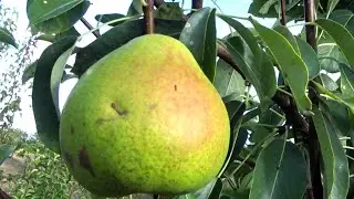 Long-term storage and excellent fruit quality - ZOLOTISTAYA pear