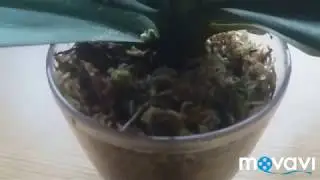 Омоложение орхидеи