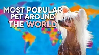 Most Popular Low Maintenance Pets Around the World!