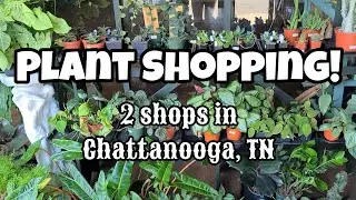 2 Plant Shops in Downtown Chattanooga, Tennessee!! 🌿 PLANT SHOPPING ✨️ Fox & Fern + Verre Noir 🖤