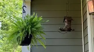 Wren