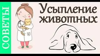 Усыпление животных. Советы ветеринара