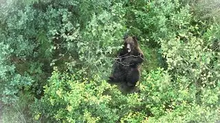 Keď sa medveďko prebúdza