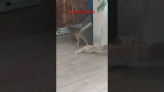 #коты