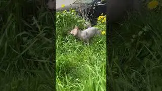 Frühling, es ist eine wunderbare Zeit des Jahres #donsphynx #katzen #katzenbaby #sphynx #sphynxcat