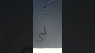 Гадюка на участке