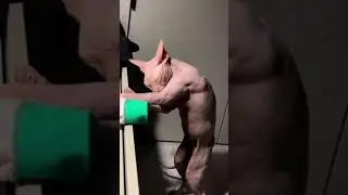 после тренировки кошка качок 