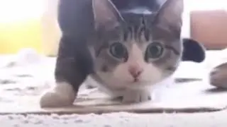 Кот / и песня