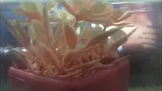 هدير وزميلها