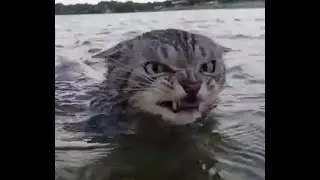 Водяной кот. Видели видео? Фрагмент выпуска от 13.10.2019