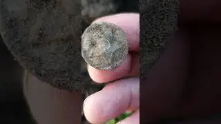 Армейская пуговица
