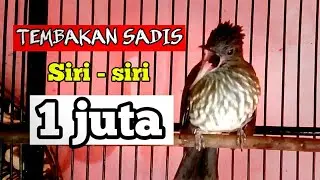 siri siri kecil tembakan sadis