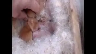 Fostering Kits (CRAZY STORY) New Zealand Red rabbitry Baby Update 4-25-13