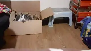 Remy boy in a box