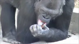 ゴリラが鼻くそを食べる瞬間   東山動物園(Момент, когда горилла съедает козявку в зоопарке Хигасияма)
