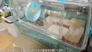 ハムスターの貴重な前転シーン