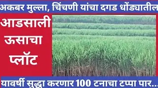 अकबर मुल्ला यांचा दगड धोंड्यातील आडसाली ऊसाचा प्लॉट एकरी 100+टनाचा टप्पा पार करणार.@KrushiTirth