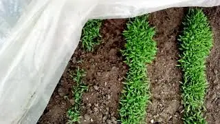 Закаливание рассады томатов.