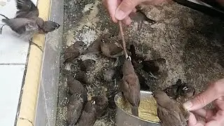 Pawang Burung Emprit // Ratusan Burung Emprit Jinak