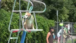 VIDEO: Dog Dayz 2009